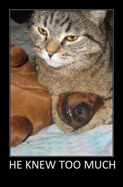 cat-and-dog-joke-funny-phot